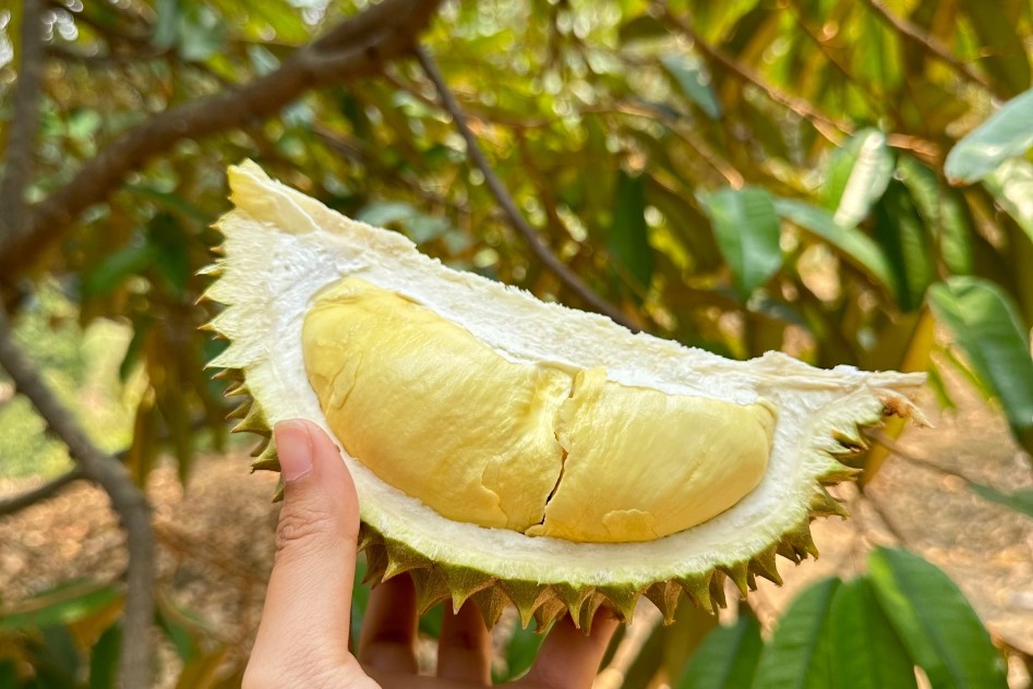 沾他汶里府-羅永府：沉浸在熱帶水果天堂和郁鬱蔥蔥的綠色植物中